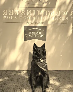 Westminster Kennel Club Dog Show